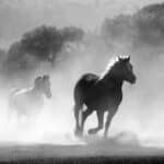 What Are The Hottest Horse Race Betting Tips For 2023?