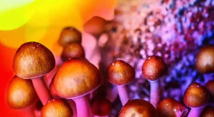 The Rise of Shroom Dispensaries: Exploring the Legalization and Regulation of Magic Mushrooms