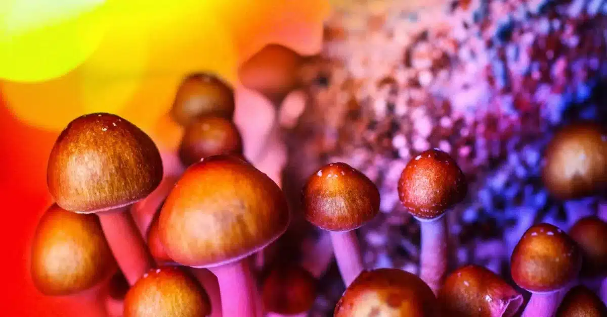 The Rise of Shroom Dispensaries: Exploring the Legalization and Regulation of Magic Mushrooms