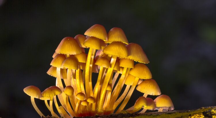 16 People Tried Psychedelic Therapy and Magic Mushrooms Made Them More Honest and Forgiving