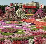 Dubai Miracle Garden: A Floral Oasis in the Desert